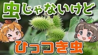 【不動】動かず地球を支配!ひっつき虫(オナモミ)の天才的戦略【へんないきもの#101】