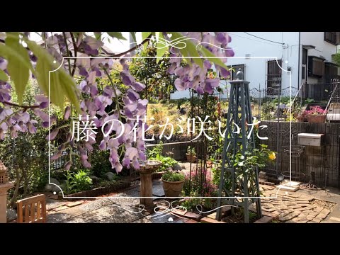 フジ、ウィステリア フロリボンデ、ウィステリア フロリバンダ 'Macrobotrys'