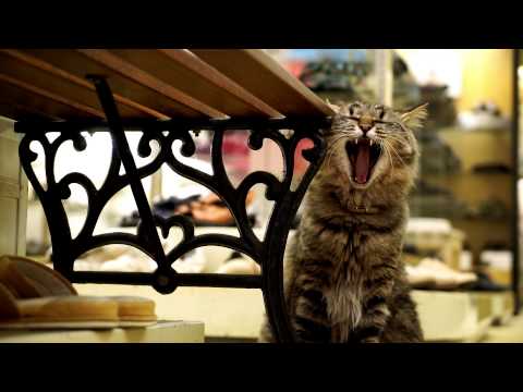 Hiroshima Cat Street View "Onomichi" - Concept Movie