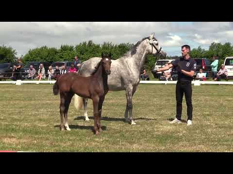 Holsteiner Fohlenschau Föhr 2022 | HF | United Way x Casall x Cassini I | St. 5421 | ZG Rörden