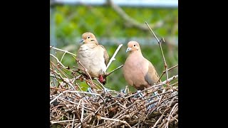 A Pair Of Mourning Doves Sitting Together Along My Backyard Fence - #shorts
