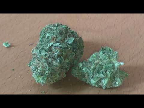 Amnesia haze absolute Amsterdam Classic Sativa