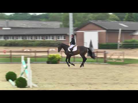 Holsteiner Sommerauktion | Nr. 5 - Charles v. Casalito - Lancer II