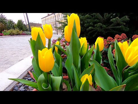 Debrecen apró csodái a POGGYÁSZ-ban 20210417