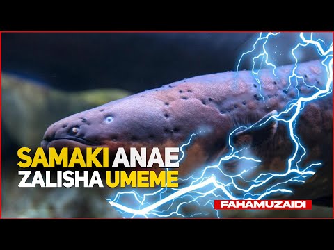 SAMAKI ANAEZALISHA UMEME | FAHAMU ZAIDI | ELECTRIC EEL