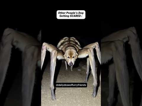 Les chiens des autres vs mon chien (pt.37)