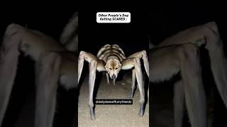 Les chiens des autres vs mon chien (pt.37)