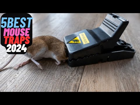 5 Best Mouse Traps of 2024