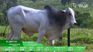 Vídeo ELGE7131