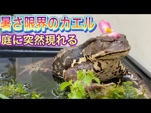 助産師のヒキガエル、庭のフルート奏者