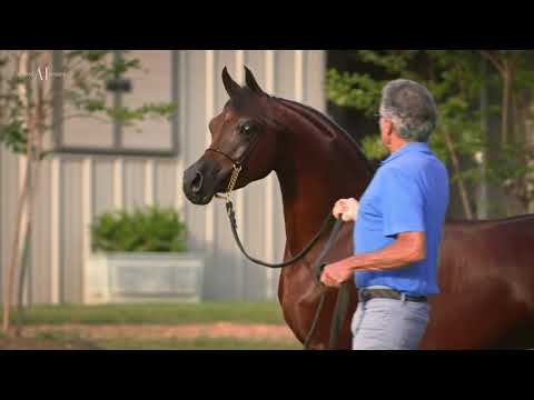 💥 RHAN AL SHAHANIA 💥 (MARWAN AL SHAQAB x JWAAHER AL SHAHANIA), 2018 Colt