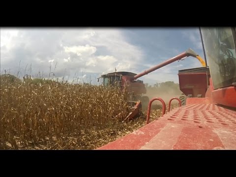 Case IH 8230 | Corn Harvest 2016 | J-Farms