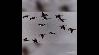 Flyg vilda fågel (Lisa Ekdahl) med Sara Natander och Anna Flodin (Live)