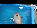 rescued baby seal's first swim lesson