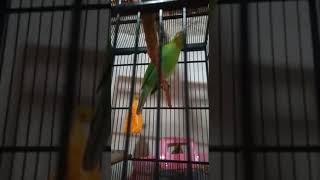 Download lagu Burung Cucak ijo Trotol Asli Banyuwangi Alas Purwo Bunyi Bebeci mp3