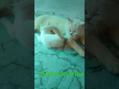 ayshu#youtube #cat #catfunny #catvideos #catlovers