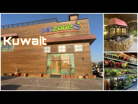 Petzone Kuwait catfish cats herpestidae kuwait pet