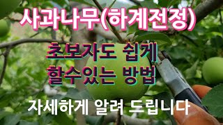 사과나무 하계전정(가지치기)하는방법/초보자도 쉽게 할수있는 방법을 알려 드립니다