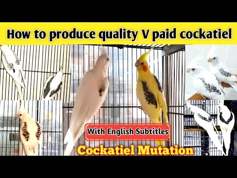 How to produce quality V paid cockatiel ||cockatiel mutations || cocktail breeding progress ||