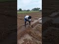 Vivasayam Vivasayi Vivasayanadu Farming Nature Green Shorts Trending Viralvideo