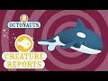 Octonauts Creature Report Orca