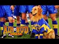 Cão Amigo Filhote Mundo Film Brasil Version