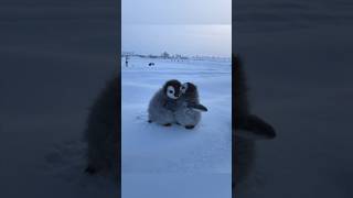 The warmest hug in the coldest place ❄️❤️ #cute #adorable #pet #penguin #babyanimals #cuteanimal