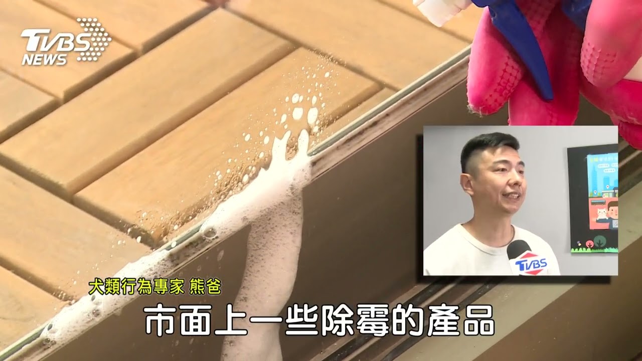 毛孩家庭過年大掃除 慎選清潔劑兼顧安全