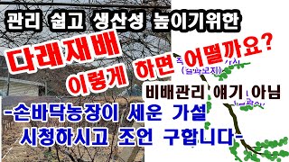 관리 쉽고 생산성 높이기 위한 다래재배법 이렇게 하면 ? (다래 수형 잡기, 다래 줄기 유인, 다래재배 시설…