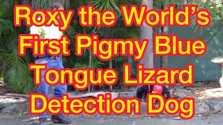 preview picture of video 'World's First Pigmy Blue Tongue Lizard Detection Dog'