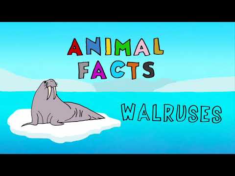 Animal Facts: "Walruses" - TGEFM