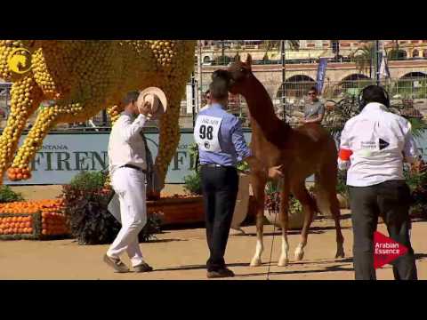 N.98 RD HARENAADO - MENTON 2017 - Yearling Colts (Class 6B)