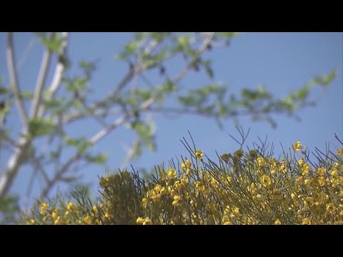 Pollen Count Nj