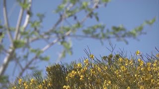 Pollen Season 2026: What the experts expect with Spring allergies in full swing