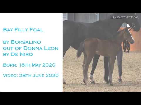 Borsalino - De Niro filly foal
