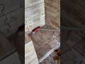 Asmrcleaning Asmrsounds Cleaning Faxina Limpeza Donadecasa Cleaningmotivation
