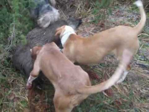 Posavac od 5 mjeseci i krme