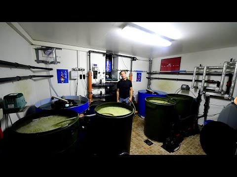 Modern Koi Blog #1335 - An open filter in the basement