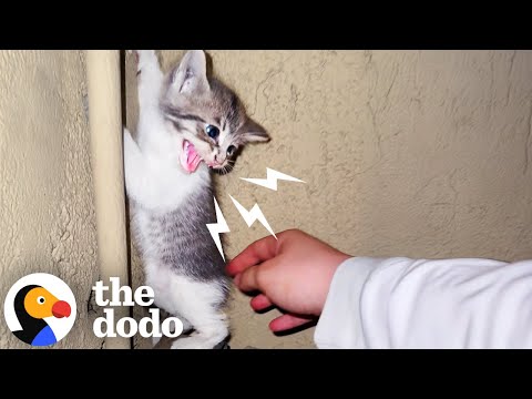 Spicy Little Kitten Turns Out To Be The Snuggliest Goofball | The Dodo