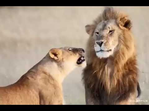 Львица ругает льва