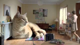 Life With A Giant House Cat