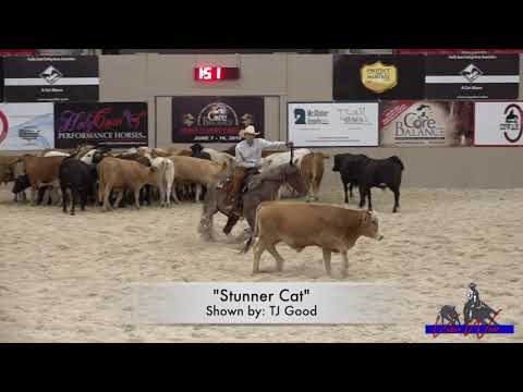 Stunner Cat Shown By TJ Good