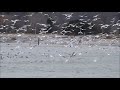 Gull Feeding Frenzy In Pickering On 22 November 2019