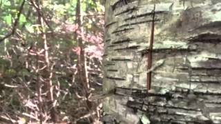 Harvesting Birch Bark - start to finish