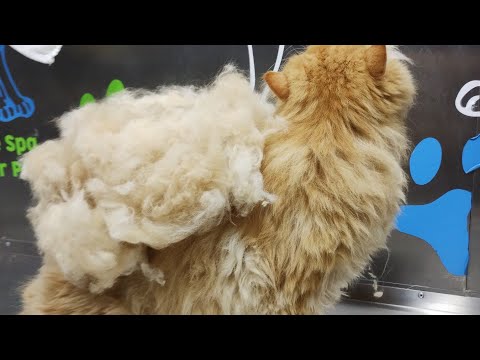 Cat De Shedding | Pet Grooming Academy Tutorial Video | how to give cat Spa