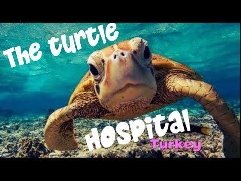 Sea Turtle Hospital (Dalyan Turkey) Truly Amazing!