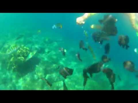 HOT FILIPINO BABES SNORKELING FOR THE FIRST TIME GO FEEDING BREAD TO FISH a RABBI JEW BARKER 1313