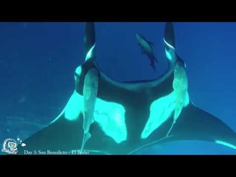 Diving Revillagigero Socorro - Part I , Socorro Islands,Mexiko