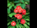 Johann Strauss - Vienna Waltz. 