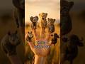 The Big 5 Safari Animals in Africa